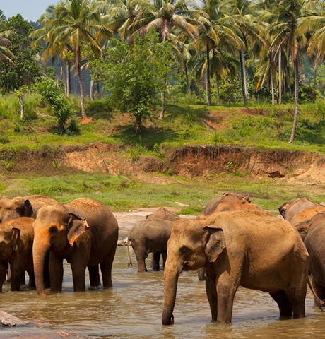Srilanka