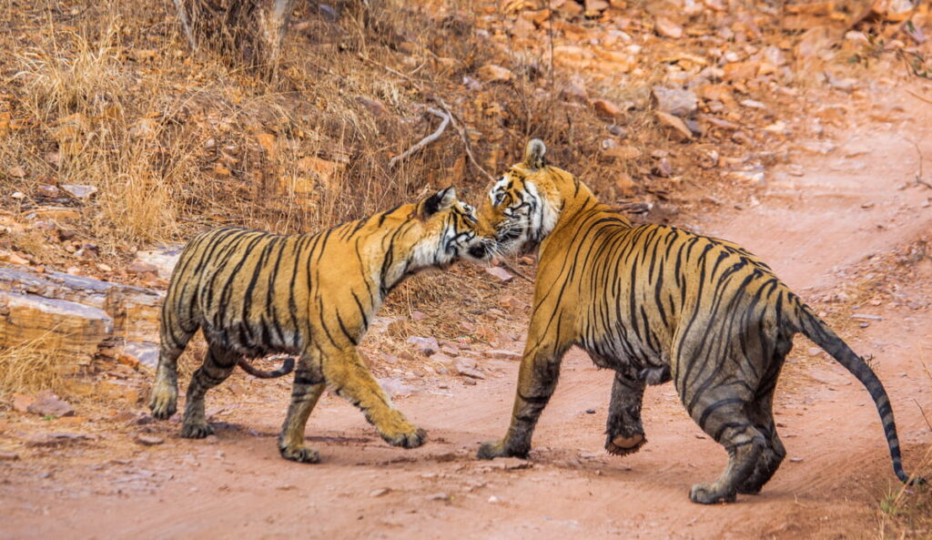 Ranthambore