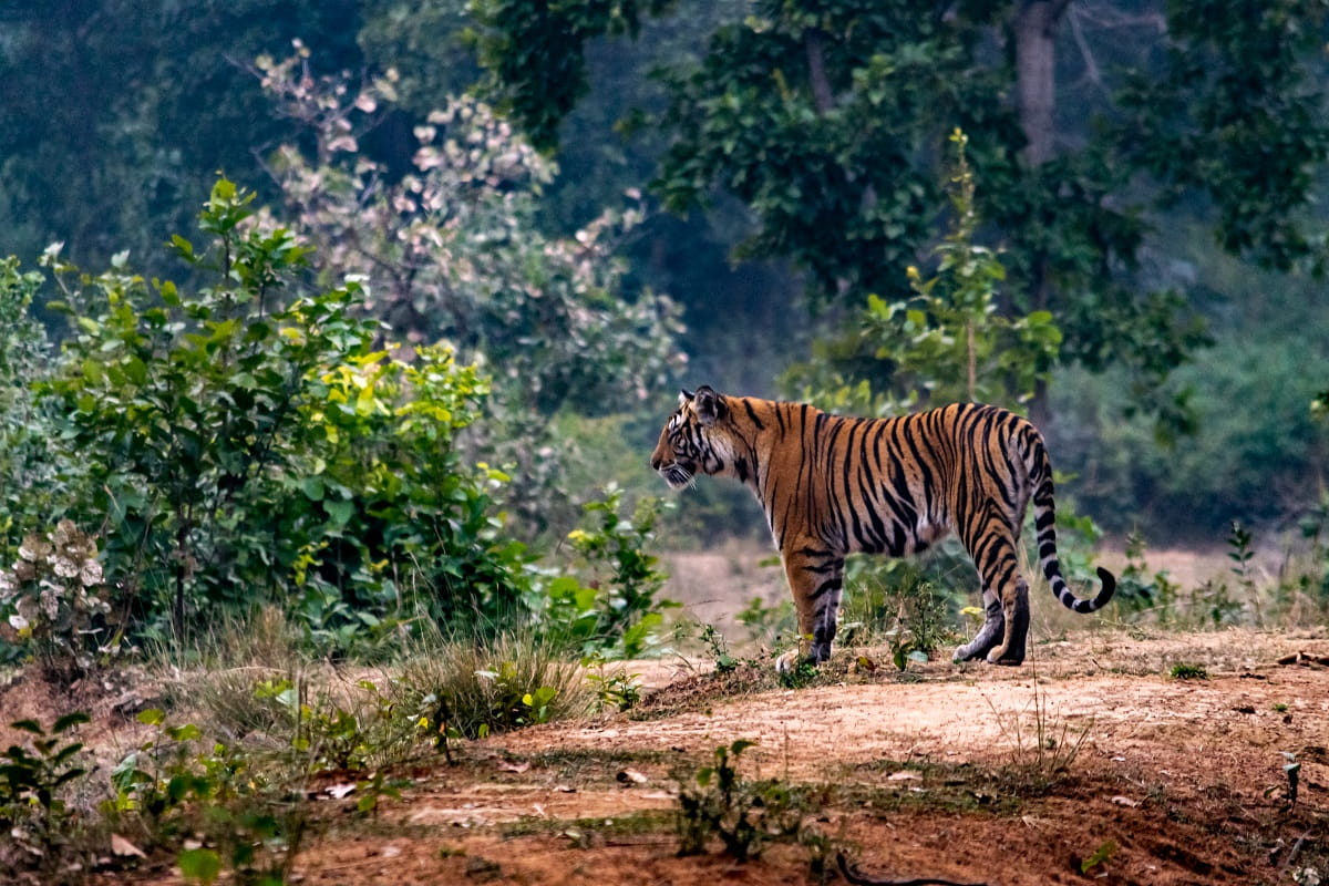 Madhya Pradesh tiger trail 3 (9 Nights / 10 Days)
