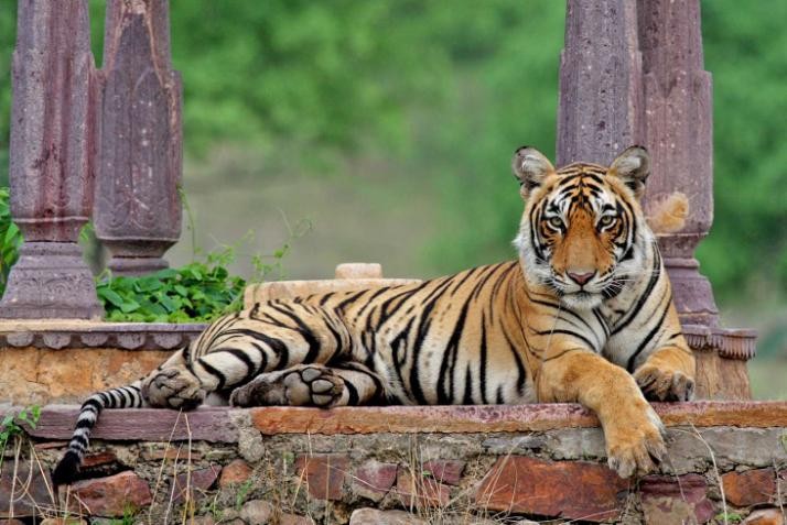 Golden Triangle with Ranthambore (07 Nights / 08 Days)